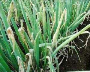 Підживлення грунтів для великого врожаю цибулі