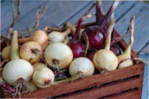 Збір врожаю цибулі