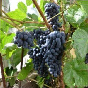 Столові сорти винограду