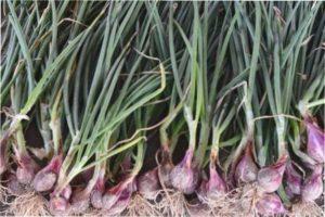 посів цибулі на розсаду