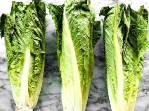 Вирощування салату ромен на городі