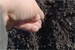 Підготовка грядки до посадки Цибулі Шніт