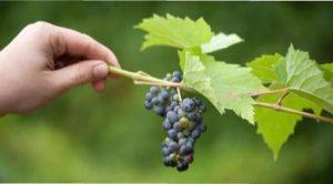 Самі ранні сорти винограду