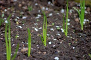 Правильний догляд за рослиною