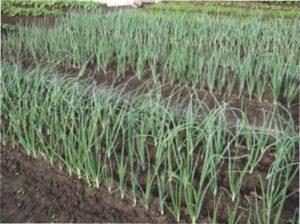 весняний посів цибулі на ділянці