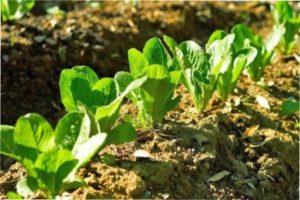 Тонкощі вирощування розсади салату ромен