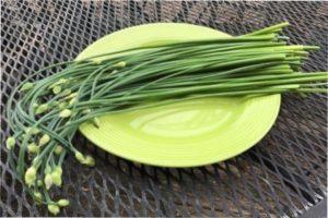 Збір врожаю цибулі