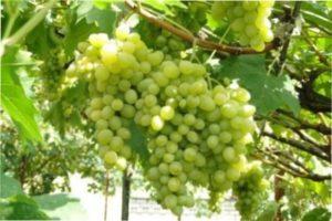 Виноград Августин