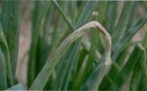 Можливі хвороби Цибулі Шніт