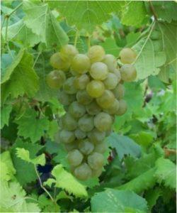 Виноград Серпневий