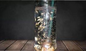 Вирощування салату ромен