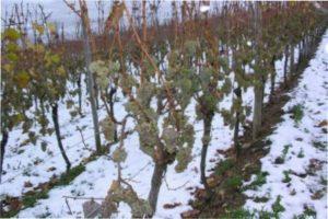 Вирощуванння винограду Серпневий в Україні