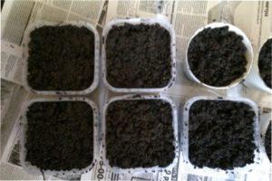 Посадка салату ромен