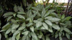 Різновиди кімнатних квітів