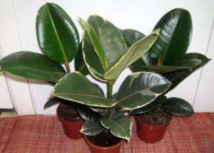 Кімнатні рослини: Фото та Назви, Каталог. 