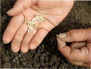 Коли сіяти огірки за місячним календарем