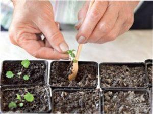 Пікіровка розсади огірків за місячним календарем