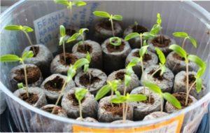 Коли підгодовувати розсаду огірків