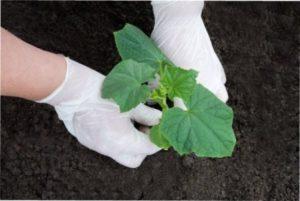 висадка розсади огірків у відкритий грунт