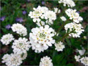 Коли і як сіяти насіння на розсаду