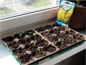 Передпосадкова обробка насіння - чи потрібна вона і в чому полягає