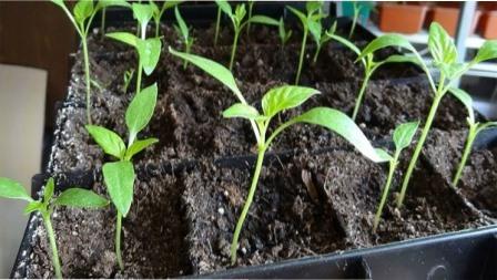 Розсада перцю витягнулася, що робити?