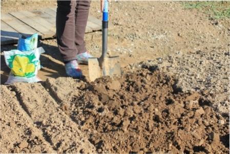 Що можна садити після часнику на наступний рік Що можна садити після часнику на наступний рік