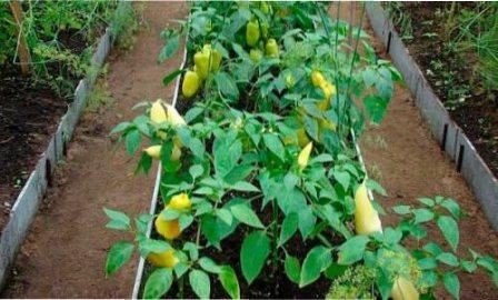 Краще насіння перців для теплиць