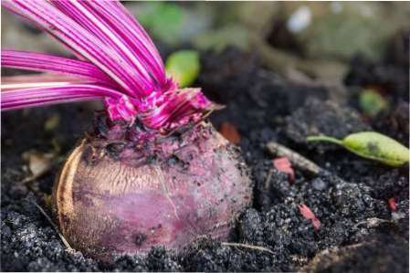 Користь солоної води для вирощування буряка Користь солоної води для буряка фото