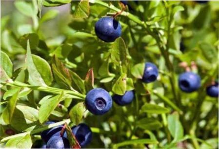 Вирощування чорниці в Україні