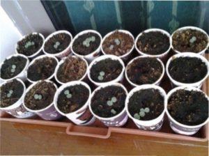 Доступні способи розмноження чорниці