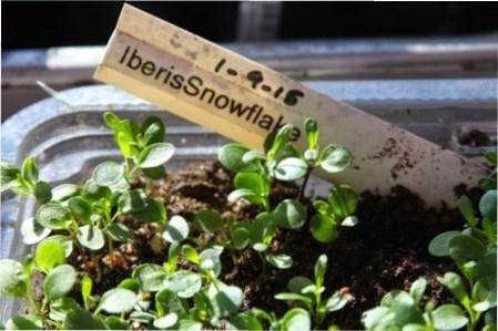 Вирощування розсади Іберіс та цвітіння чарівної і ароматної рослини