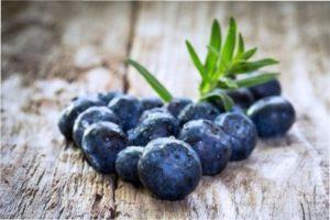 Вирощування чорниці в Україні