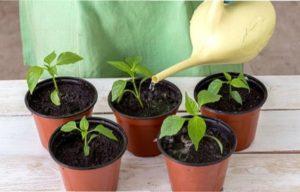 Причини, чому розсада перцю витягується