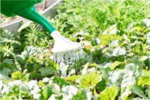 Навіщо буряку солона вода