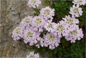 Вирощування розсади Іберіс: догляд за сіянцями