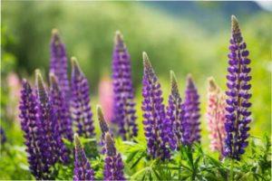 Люпин: посів насіння на розсаду