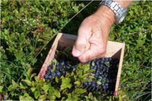 Вирощування чорниці в саду: вибираємо сорт