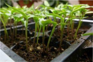 Надмірний полив