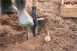 Чи можна садити часник після часнику