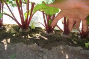 Загальні рекомендації по поливу