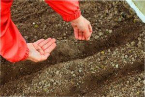 Що садити після часнику на наступний рік