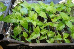 Пікірування