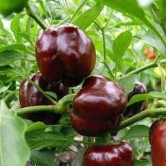 Зірка сходу шоколадна