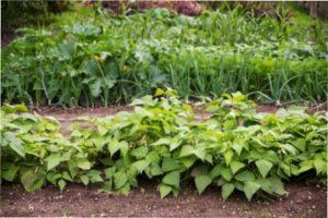 Таблиця сівозміни овочевих культур