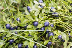 Секрети посадки кущів чорниці на дачній ділянці