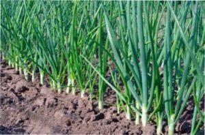 Після чого можна садити часник