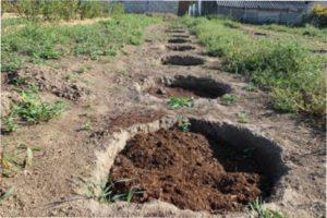 Правила посадки чорниці