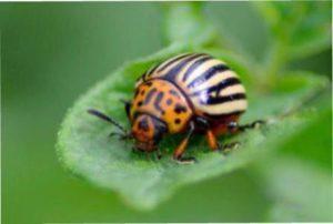 технологія використання препарату Табу