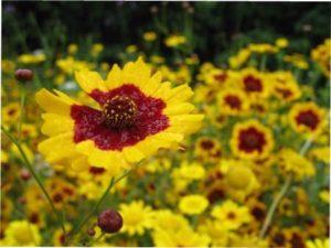 Санбарст як посадити опис